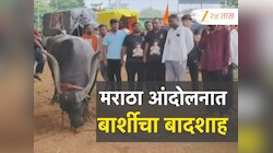  Maratha Reservation : जरांगेंच्या आंदोलनात सर्वांचे लक्ष वेधून घेणारा बार्शीचा बादशाह कोण? 