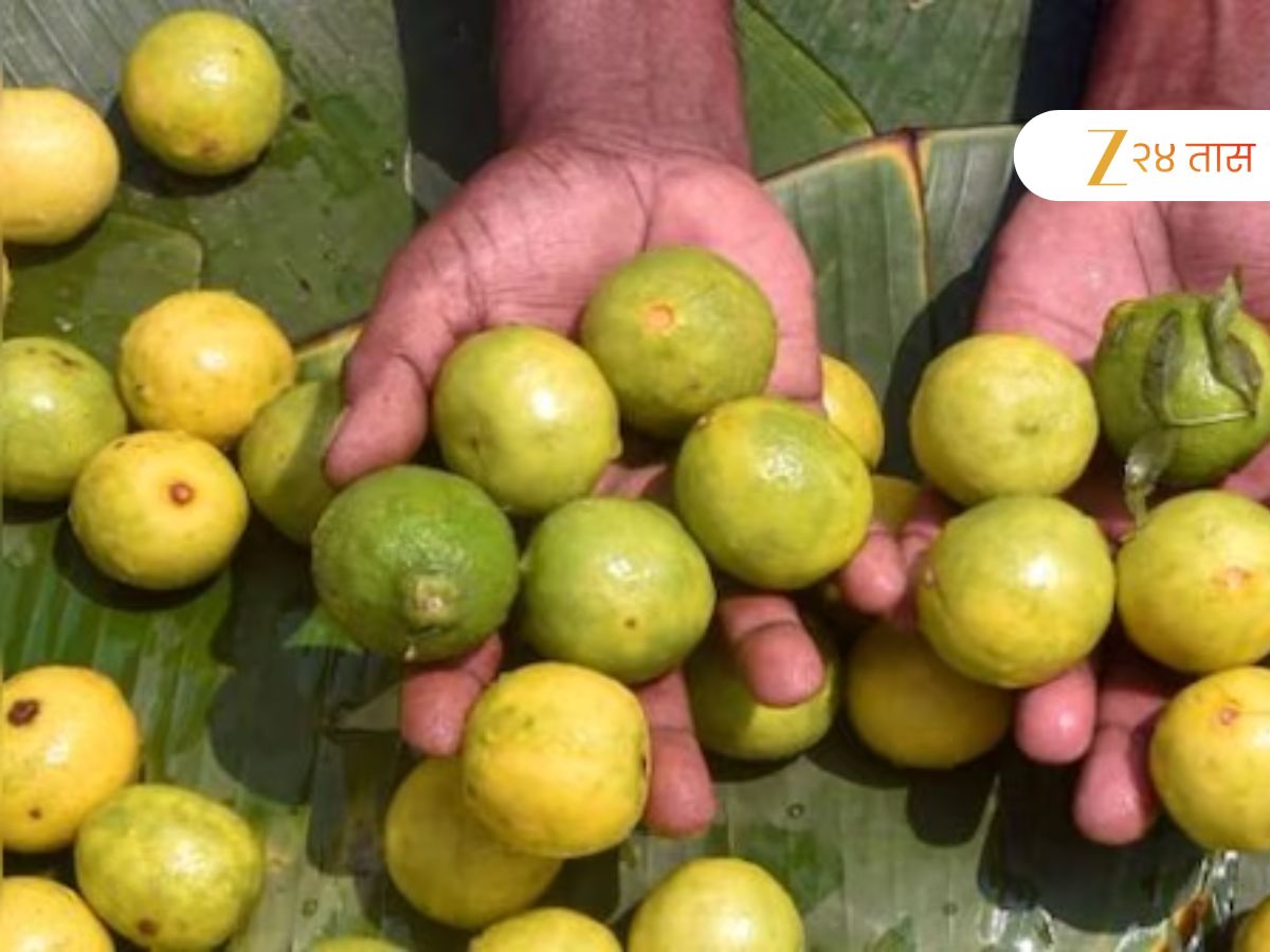 पितृपक्षापूर्वीच करुन ठेवा लिंबांची खरेदी, कारण….