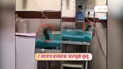 उंदराच्या कुरतड्याने 2 नवजात बालकांचा मृत्यू, रुग्णालयातील 'तो' व्हिडीओ व्हायरल