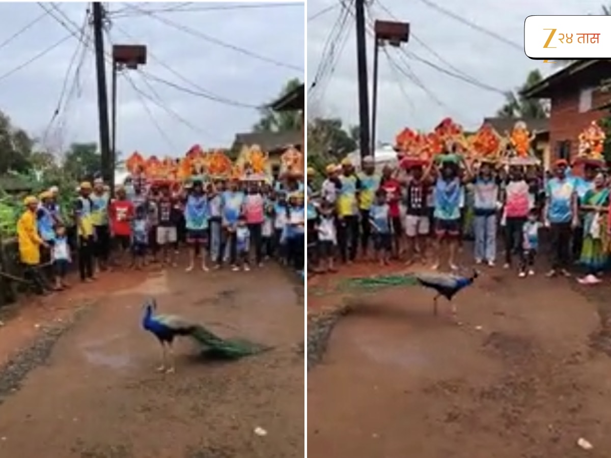 कसा पिसारा फुलला… गणरायाच्या विसर्जनात मोराची सरप्राईज एन्ट्री, Watch Video कसा पिसारा फुलला… गणरायाच्या विसर्जनात मोराची सरप्राईज एन्ट्री, Watch Video