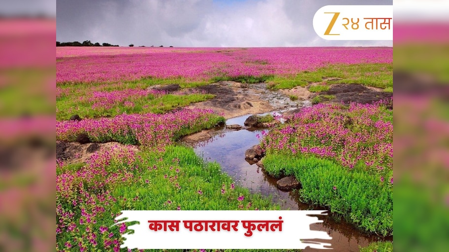 कास पठारावर फुलांचा सोहळा सुरु! कसं पोहचायचं? वेळ, तिकीट आणि बुकिंगबद्दल सगळी माहिती जाणून घ्या