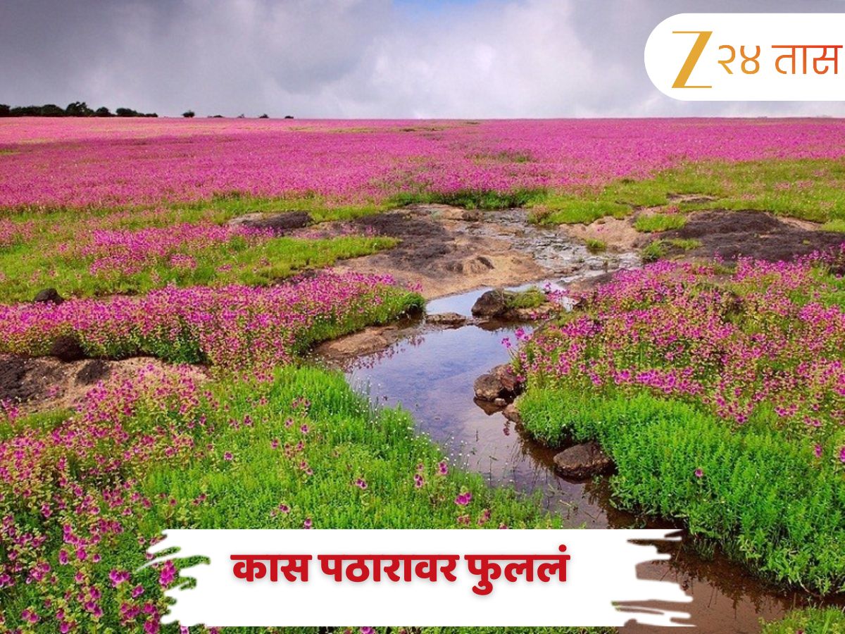 कास पठारावर फुलांचा सोहळा सुरु! कसं पोहचायचं? वेळ, तिकीट आणि बुकिंगबद्दल सगळी माहिती जाणून घ्या कास पठारावर फुलांचा सोहळा सुरु! कसं पोहचायचं? वेळ, तिकीट आणि बुकिंगबद्दल सगळी माहिती जाणून घ्या