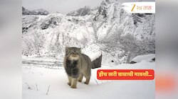 वाघाची मावशी सापडली होssss! भारतात 'इथं' पहिल्यांदाच दिसली ही प्रजाती; नावही पाहूनच घ्या
