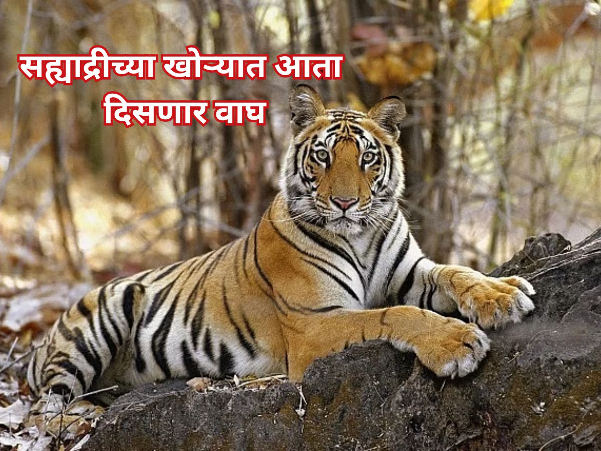 सह्याद्रीच्या खोऱ्यात वावरताना दिसणार वाघ; प्रशासनाने घेतला मोठा निर्णय, ताडोबातील 8 वाघ सोडून…
