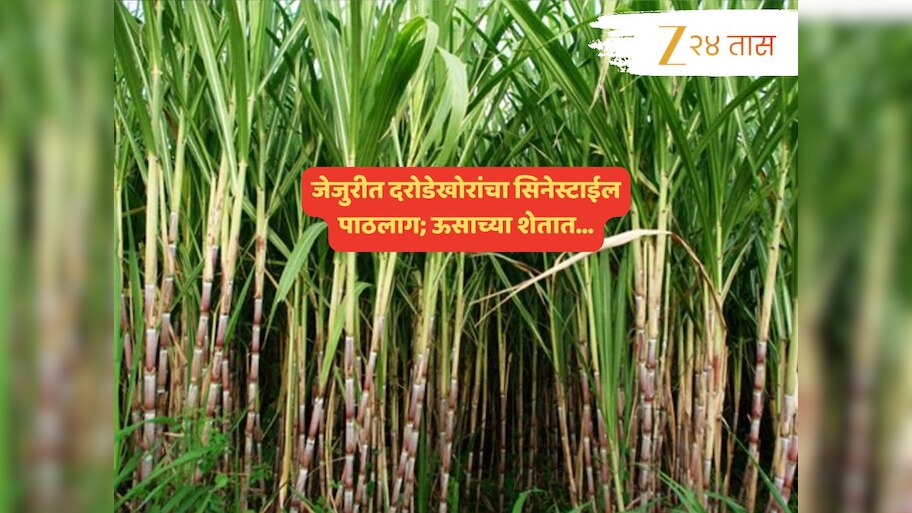 जेजुरीत ऊसाच्या शेतात लपलेल्या दरोडेखोरांना पकडण्याचा फिल्मी थरार; घटनाक्रम पाहाच...  