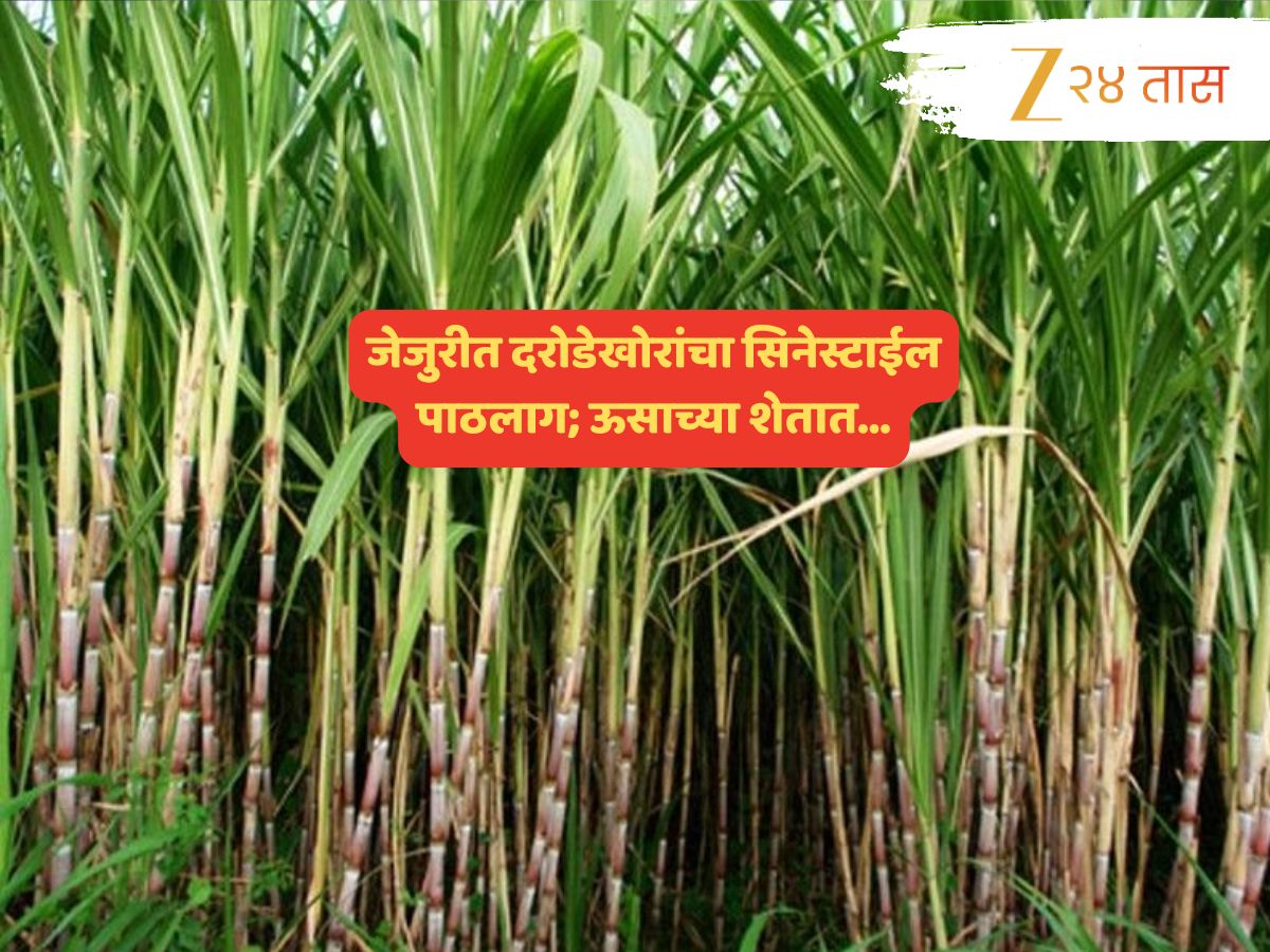 जेजुरीत ऊसाच्या शेतात लपलेल्या दरोडेखोरांना पकडण्याचा फिल्मी थरार; घटनाक्रम पाहाच... जेजुरीत ऊसाच्या शेतात लपलेल्या दरोडेखोरांना पकडण्याचा फिल्मी थरार; घटनाक्रम पाहाच...