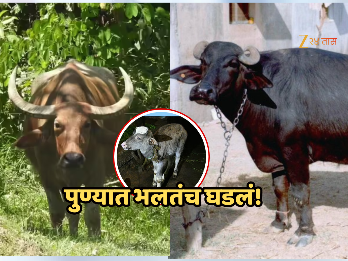 पुण्यात पाळीव म्हशीला रानगव्यापासून रेडकू, पाहून मालकही हैराण; आता DNA चाचणी...' पुण्यात पाळीव म्हशीला रानगव्यापासून रेडकू, पाहून मालकही हैराण; आता DNA चाचणी...'