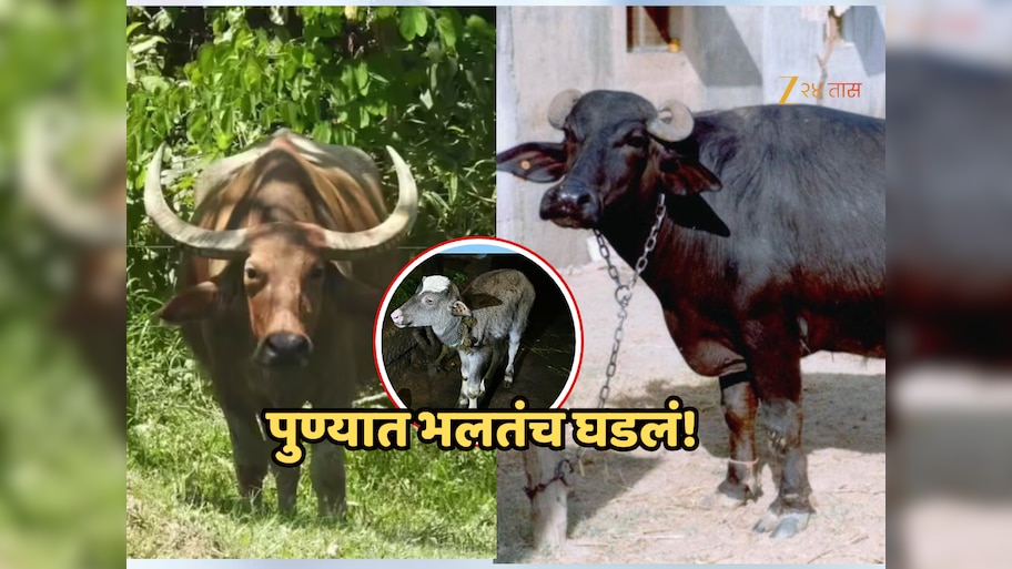पुण्यात पाळीव म्हशीला रानगव्यापासून रेडकू, पाहून मालकही हैराण; आता DNA चाचणी...'