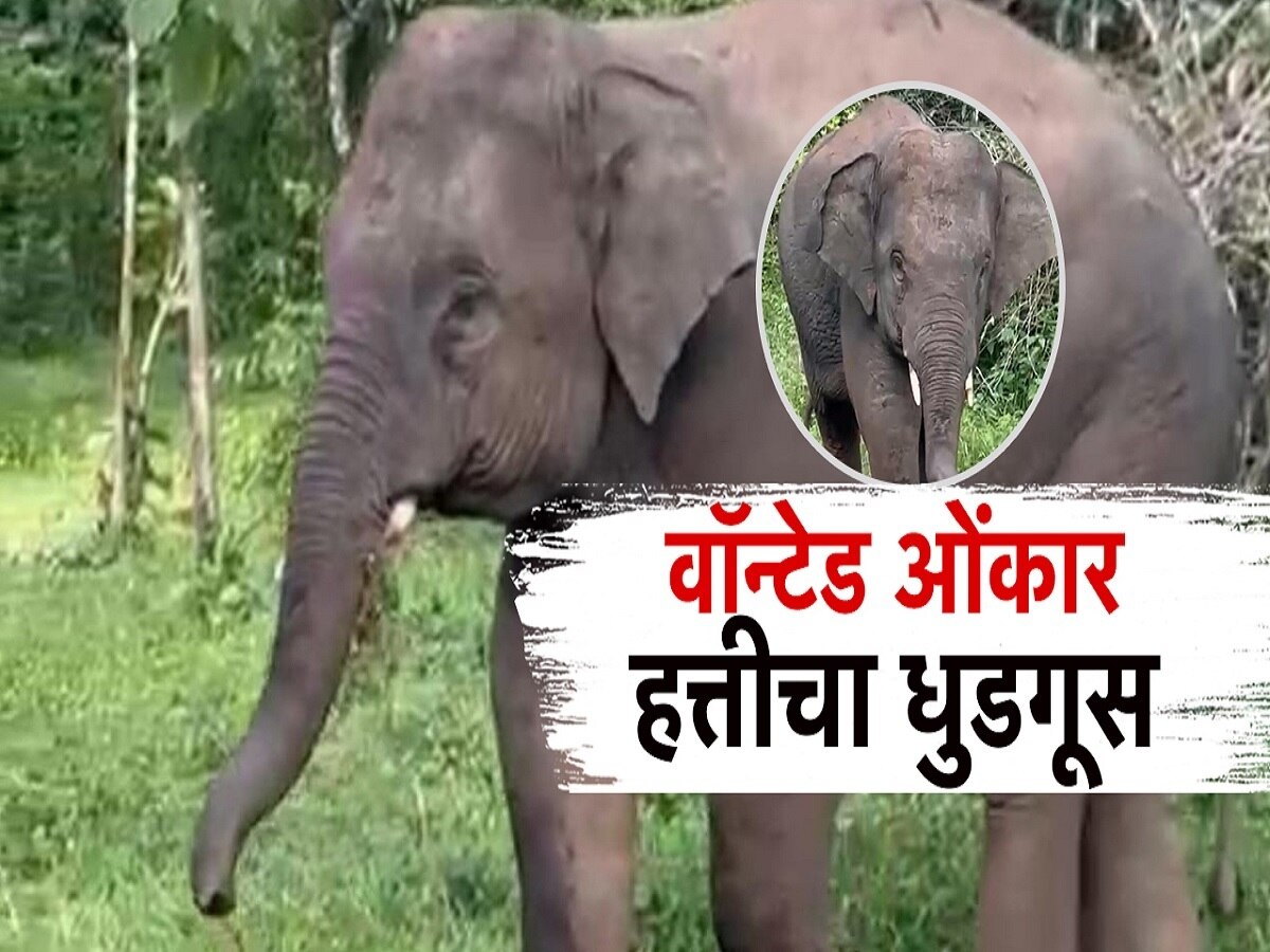 वाँटेड ओंकार हत्तीचा धुडगूस, बागायती शेती उद्ध्वस्त, ग्रामस्थ चिंतेत