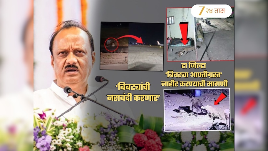 घरांजवळ, शेतात सगळीकडे बिबटेच बिबटे... 'या' जिल्ह्यात होणार बिबट्यांची नसबंदी; खर्च 40 कोटी