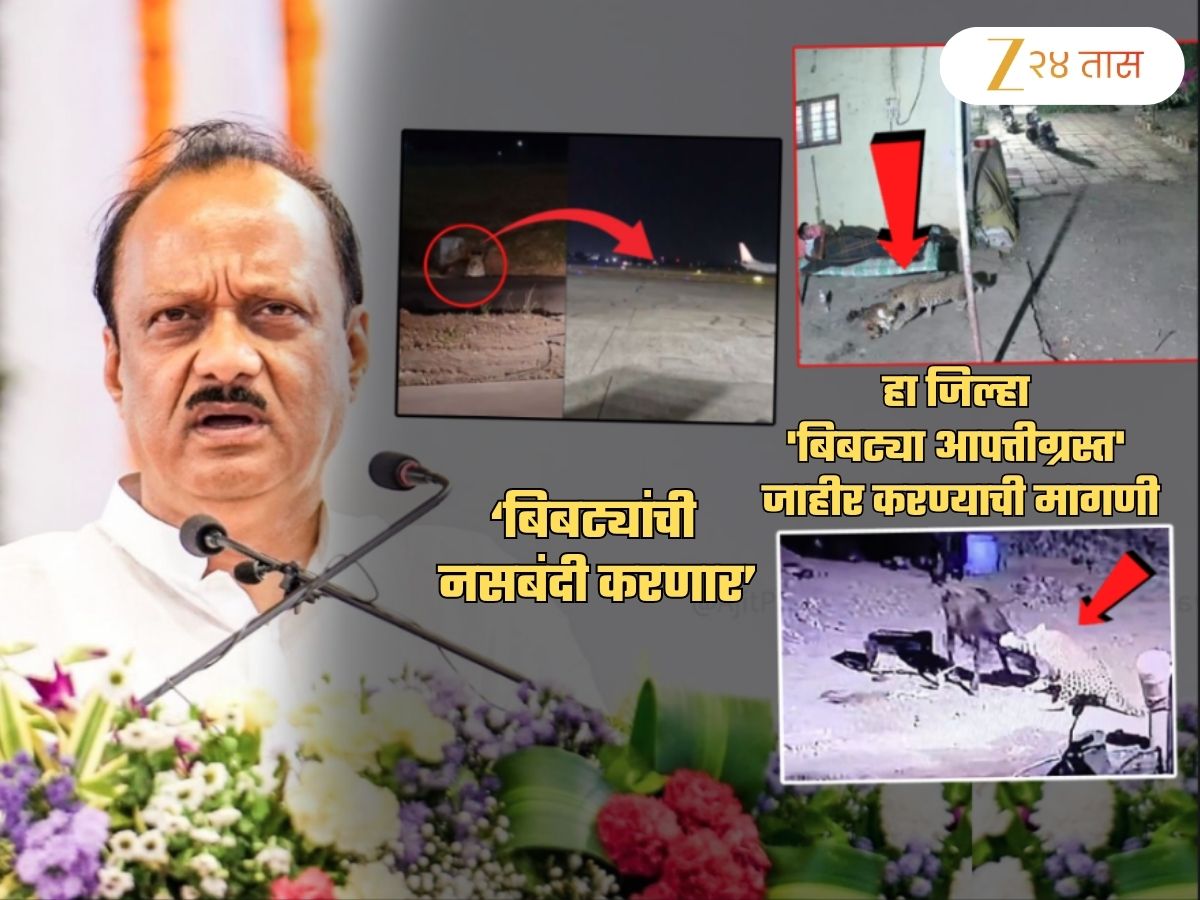 घरांजवळ, शेतात सगळीकडे बिबटेच बिबटे... 'या' जिल्ह्यात होणार बिबट्यांची नसबंदी; खर्च 40 कोटी घरांजवळ, शेतात सगळीकडे बिबटेच बिबटे... 'या' जिल्ह्यात होणार बिबट्यांची नसबंदी; खर्च 40 कोटी