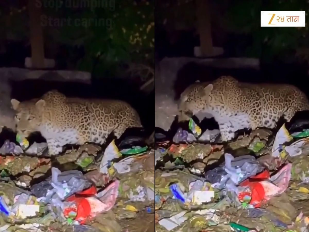 यापेक्षा वाईट काय! बिबट्यावर आली कचरा खाण्याची वेळ, वनअधिकाऱ्याने शेअर केला ह्रदयद्रावक VIDEO यापेक्षा वाईट काय! बिबट्यावर आली कचरा खाण्याची वेळ, वनअधिकाऱ्याने शेअर केला ह्रदयद्रावक VIDEO