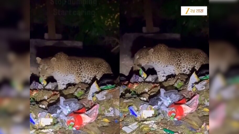 यापेक्षा वाईट काय! बिबट्यावर आली कचरा खाण्याची वेळ, वनअधिकाऱ्याने शेअर केला ह्रदयद्रावक VIDEO