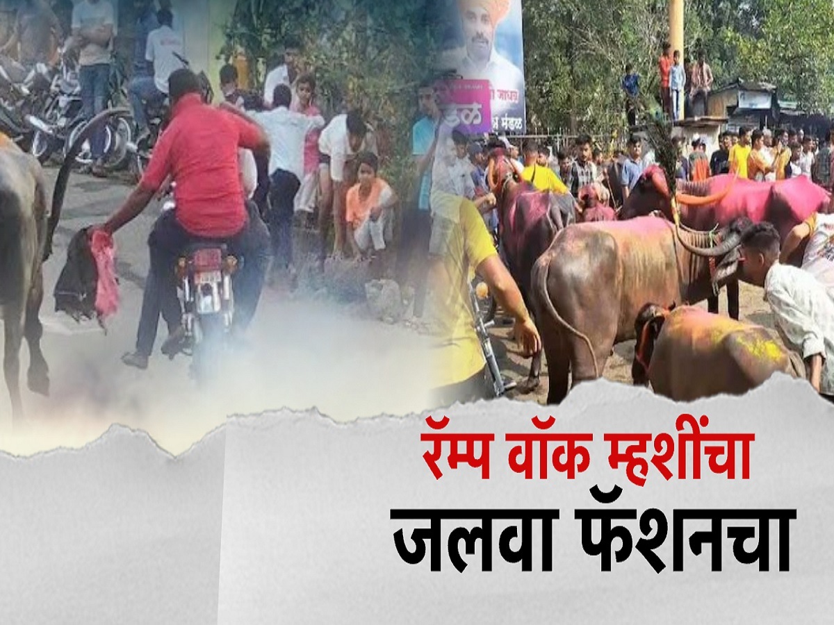 कोल्हापूरकरांचा नादच खुळा! म्हशींच्या रॅम्प वॉकने वेधलं सर्वांचं लक्ष कोल्हापूरकरांचा नादच खुळा! म्हशींच्या रॅम्प वॉकने वेधलं सर्वांचं लक्ष