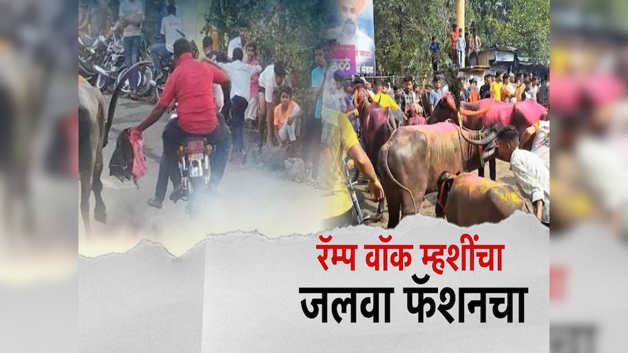 कोल्हापूरकरांचा नादच खुळा! म्हशींच्या रॅम्प वॉकने वेधलं सर्वांचं लक्ष 