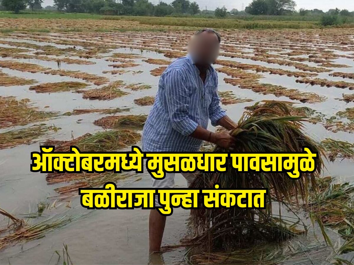 ऑक्टोबरमध्ये मुसळधार पावसामुळे बळीराजा पुन्हा संकटात ऑक्टोबरमध्ये मुसळधार पावसामुळे बळीराजा पुन्हा संकटात