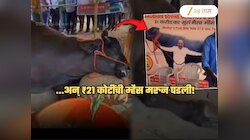 ...अन् 21 कोटींची म्हैस जागेवर कोसळली; थोड्या वेळात सोडला प्राण! 'हा' Video पाहून लोकांना वेगळीच शंका