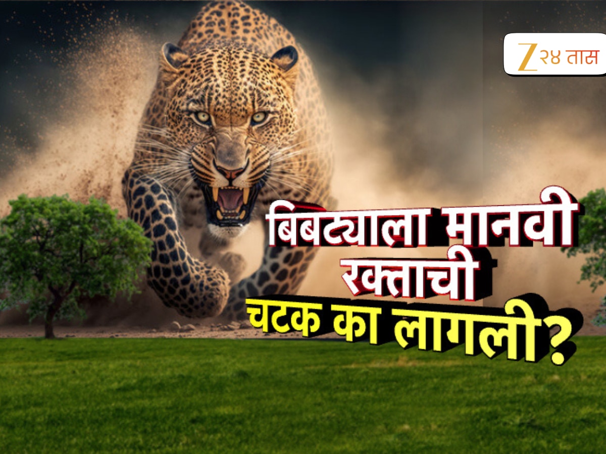 जुन्नर-मंचरमधील बिबटे नरभक्षक का झाले? मानवी रक्ताची लागली का चटक? जुन्नर-मंचरमधील बिबटे नरभक्षक का झाले? मानवी रक्ताची लागली का चटक?