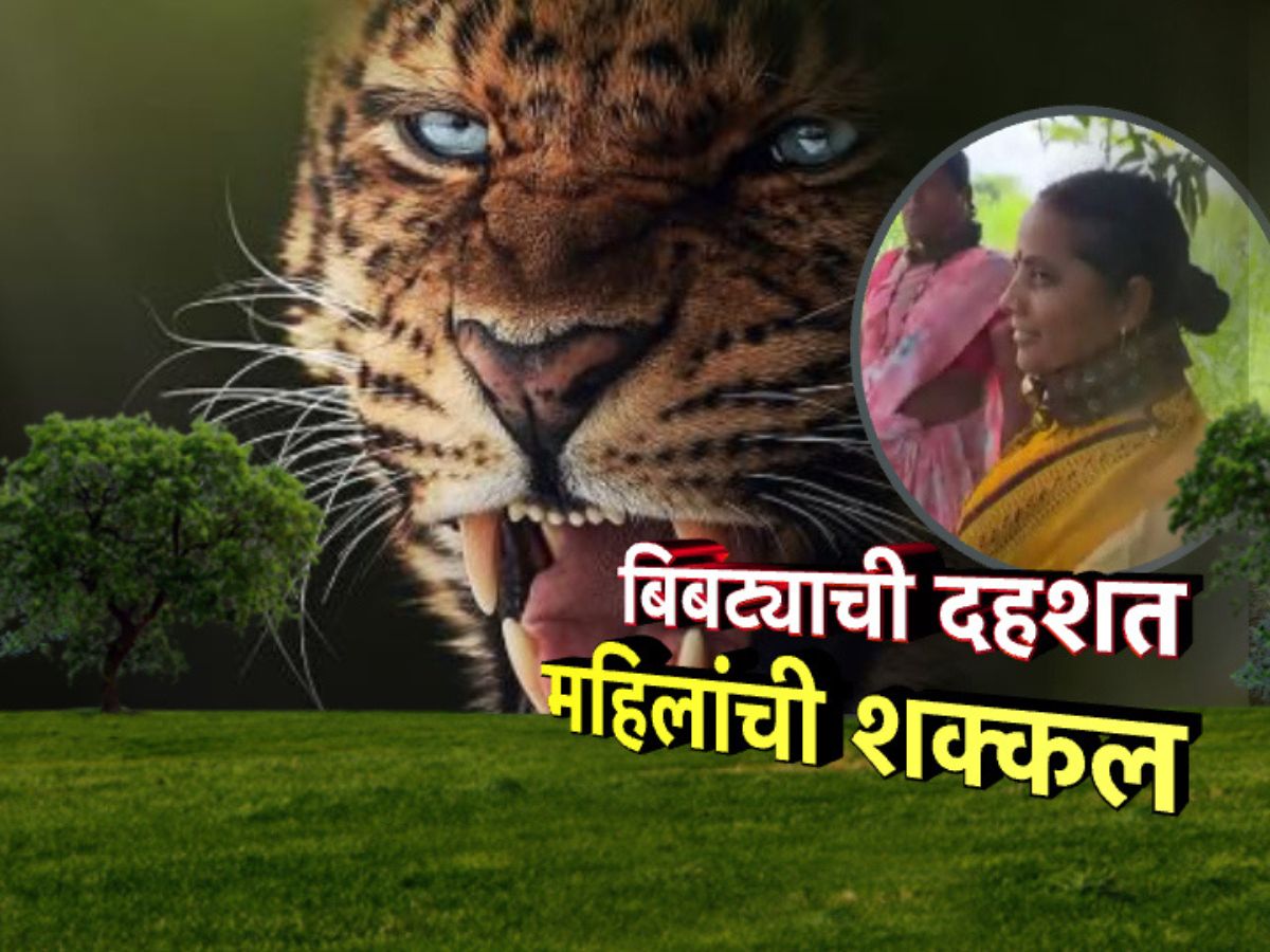 बिबट्यांची दहशत महिलांची शक्कल, बिबट्यापासून संरक्षण व्हावं म्हणून गळ्यात खिळे असलेले पट्टे