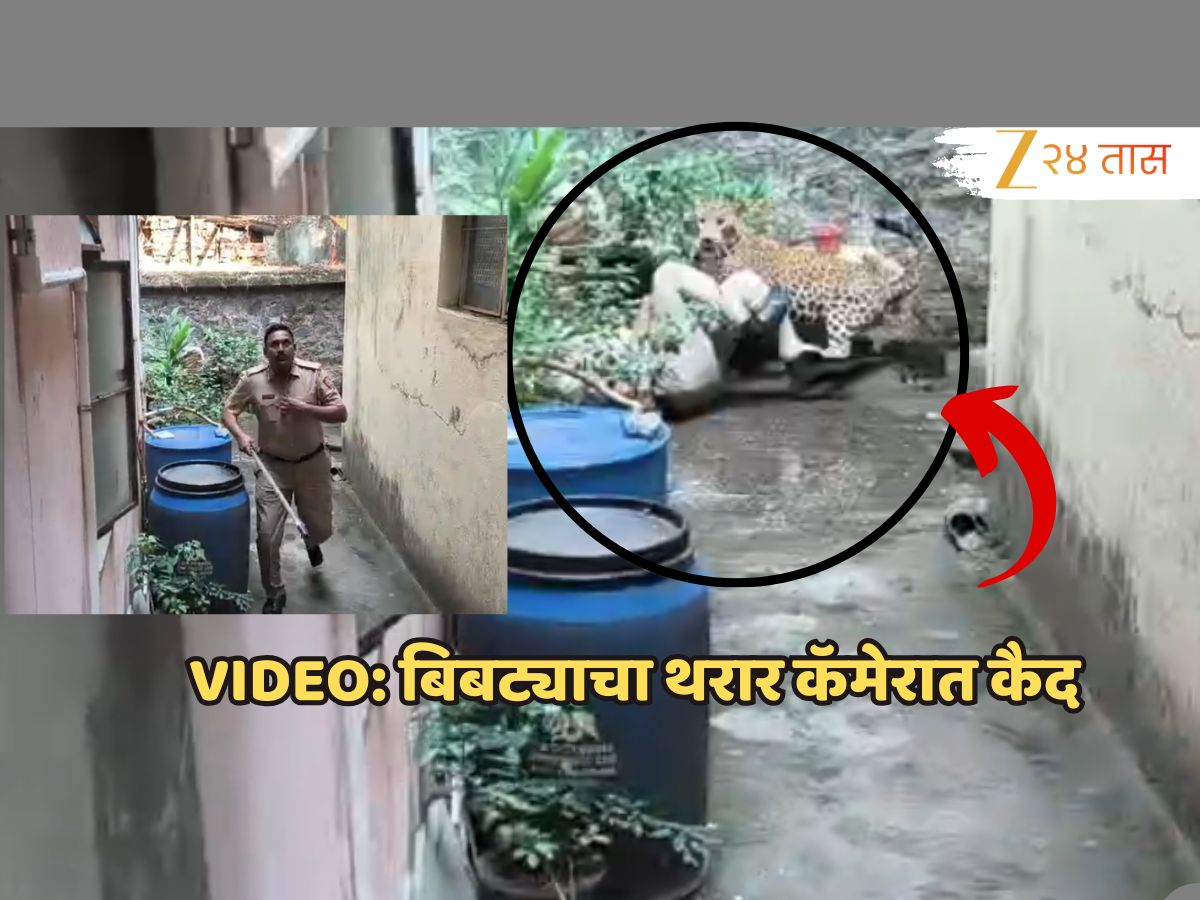 वनरक्षकाच्या अंगावर चढला आणि… कोल्हापूरच्या नागरी वस्तीतला बिबट्याचा थरार VIDEO मध्ये कैद!