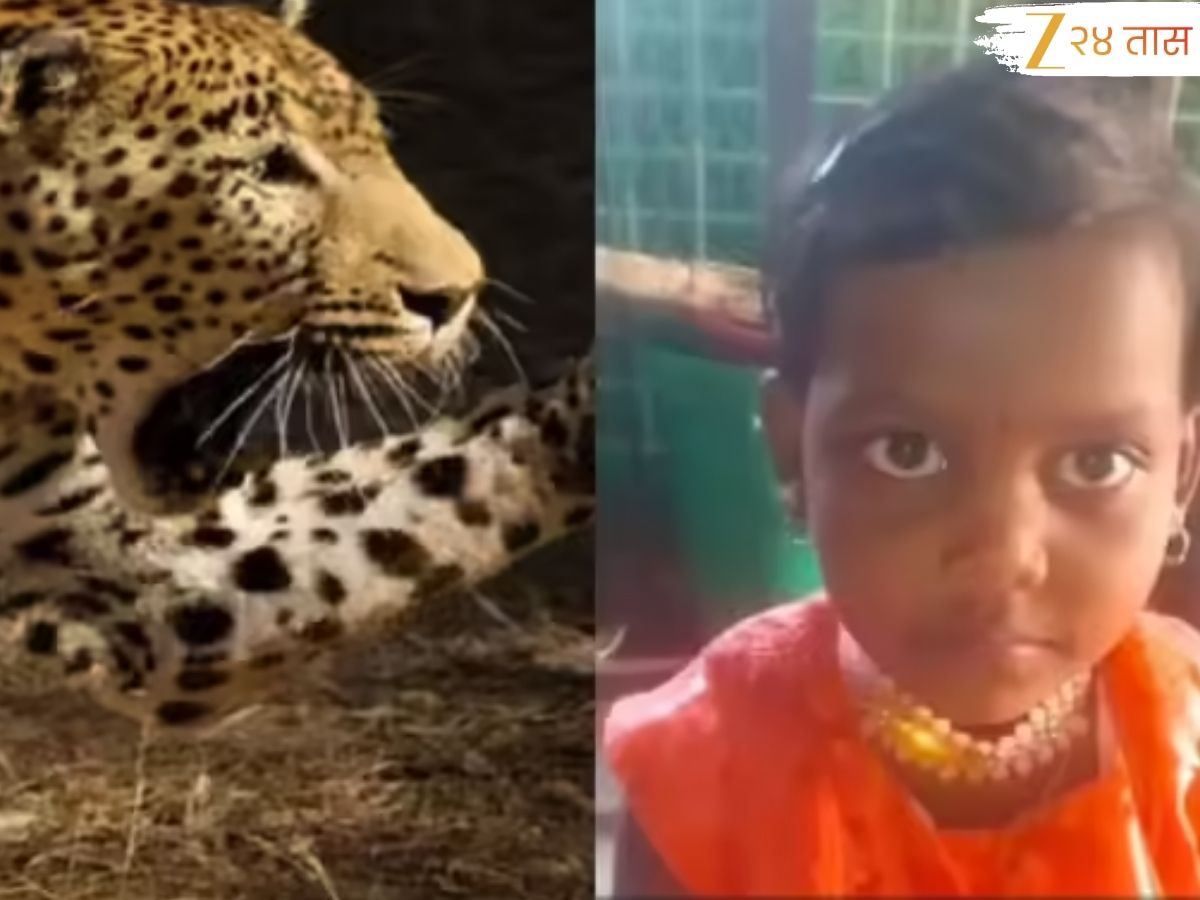 चिमुरडी शेकोटीजवळ खेळत असताना बिबट्याची झडप, तिला उचलून नेलं…;शिरुरपाठोपाठ अहिल्यानगरमध्ये बिबट्याची दहशत