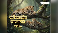 मानवच ठरतोय आई आणि बछड्यांच्या नात्यातील शत्रू! माणसाचा स्पर्श झालेल्या बछड्यांना मा