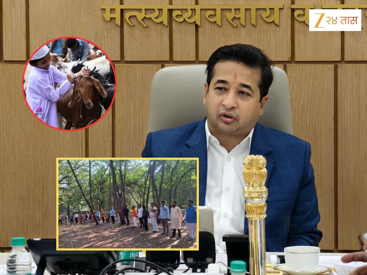 ‘झाडाप्रमाणे बकरीला का मिठी मारत नाही?’, नितेश राणेंची विचारणा, ‘बकरी ईदला रक्ताचे पाट वाहतात, तेव्हा..’