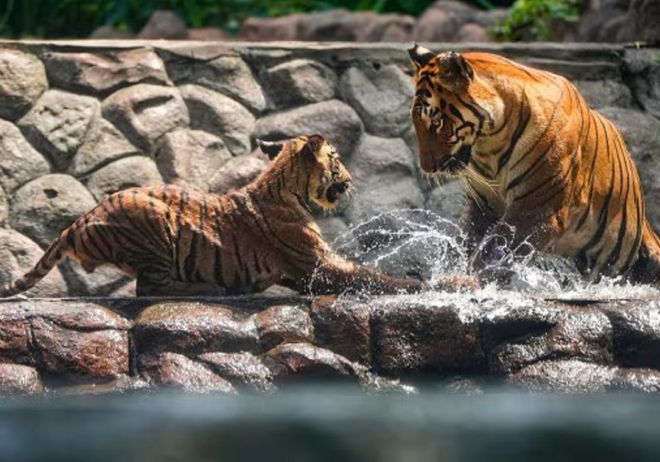राणीबागेतील आणखी एका वाघाचा मृत्यू, दोन महिने लपवली माहिती? नेमकं चाललंय काय?