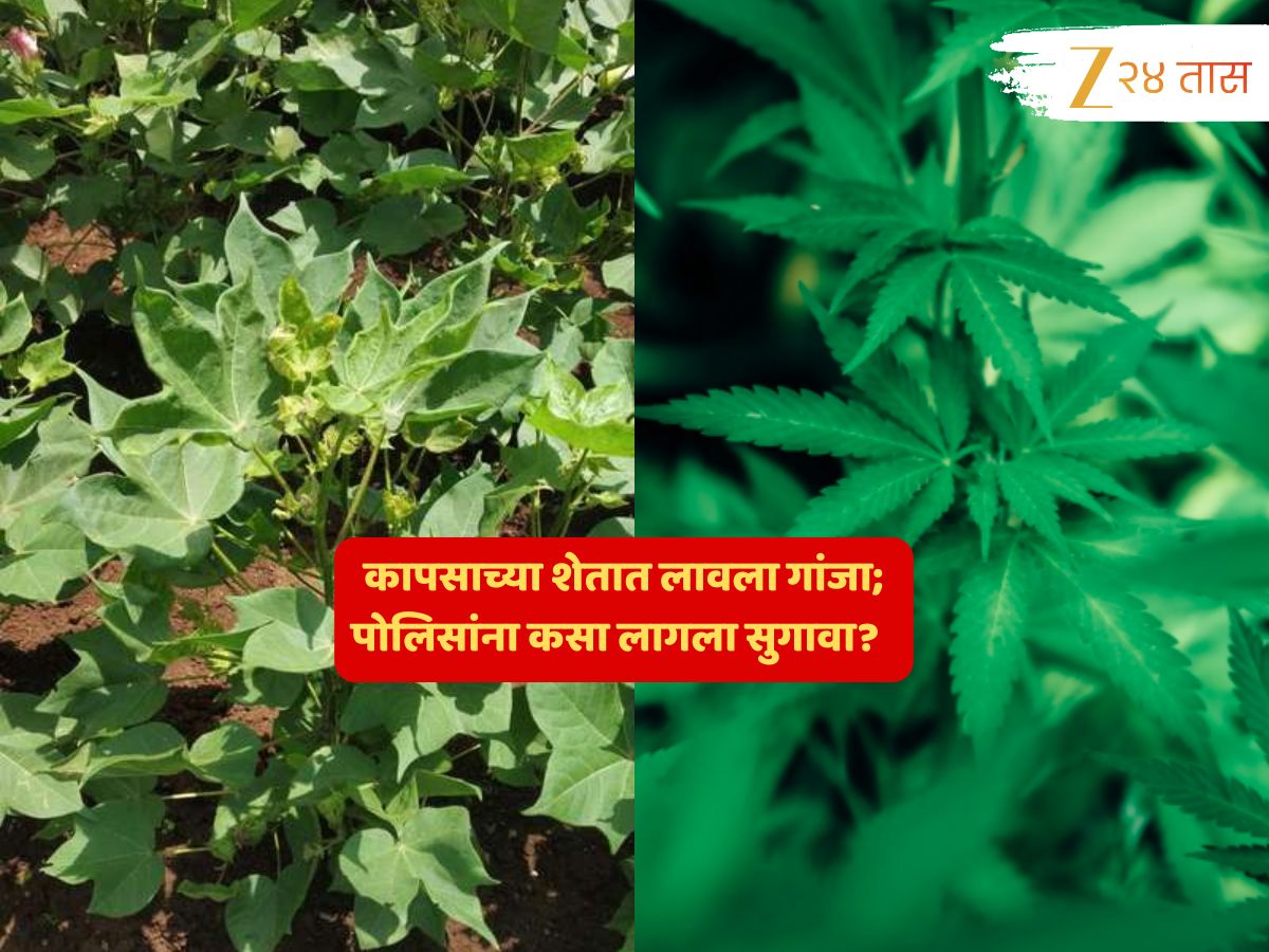 कापसाच्या शेतात गांजा, वाऱ्याने दुर्गंधी पसरली अन्…; महाराष्ट्रात कुठं घडलं 1 कोटींचं हे विचित्र प्रकरण?