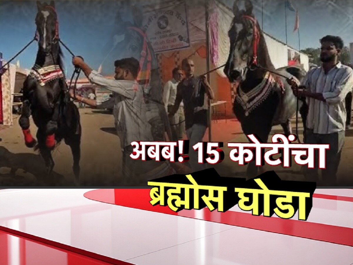 देशभरात जिथं-तिथं चर्चा, लक्झरी कारपेक्षा महाग सारंगखेड्याचा 'ब्रह्मोस' घोडा!