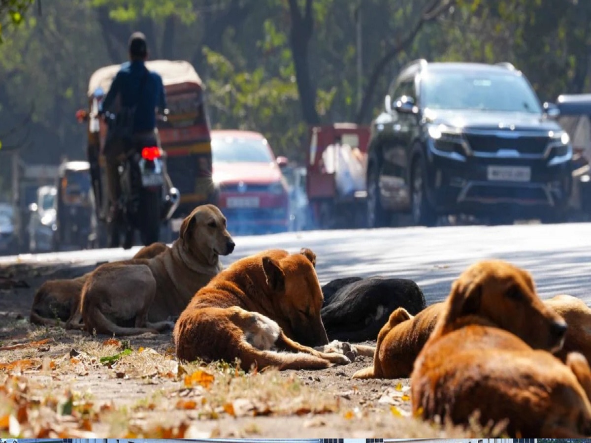 भटक्या कुत्र्यांच्या बंदोबस्तासाठी शिक्षकांवर,मनपाच्या शिक्षण विभागाचा विचित्र निर्णय