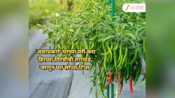 Gardening Tips: फक्त १५ दिवसात येईल रोप! 'अशाप्रकारे' घरच्या घरी करा हिरव्या मिरचीची लागवड, फॉलो करा या खास टिप्स