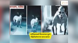 Fact Check : नाशिकमध्ये भुताटकी? अख्खं गाव रात्री देतंय पहारा... व्हायरल व्हिडीओमुळं नागरिकांमध्ये प्रचंड भीती