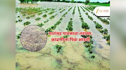 Weather Update : राज्यासाठी पुढचे 24 तास महत्त्वाचे, येलो अलर्ट! अवकाळी पावसाचे सावट