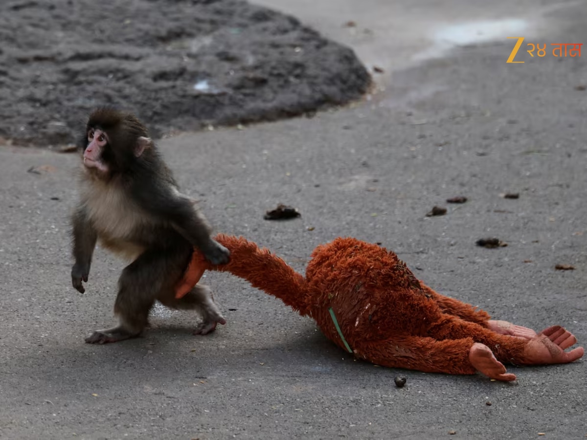 viral news Punch monkey Japan Viral Monkey Emotional Support Plushie ...