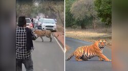 ताडोबामध्ये रस्त्यावर उतरून वाघाचं शुटींग! वनविभाग करणार कारवाई; Video पाहून अंगावर येईल काटा