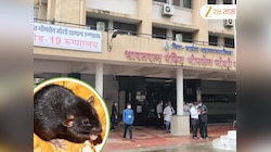 संतापजनक! रुग्नालयातील ICU वॉर्डातील घटना, 89 वर्षीय महिलेचा उंदरांनी कुरतडला हात