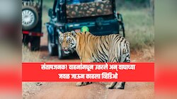वाहनांमधून उतरले अन् वाघाच्या जवळ जाऊन काढला व्हिडिओ, वनविभागाने 7 जणांवर केला गु्न्हा दाखल 