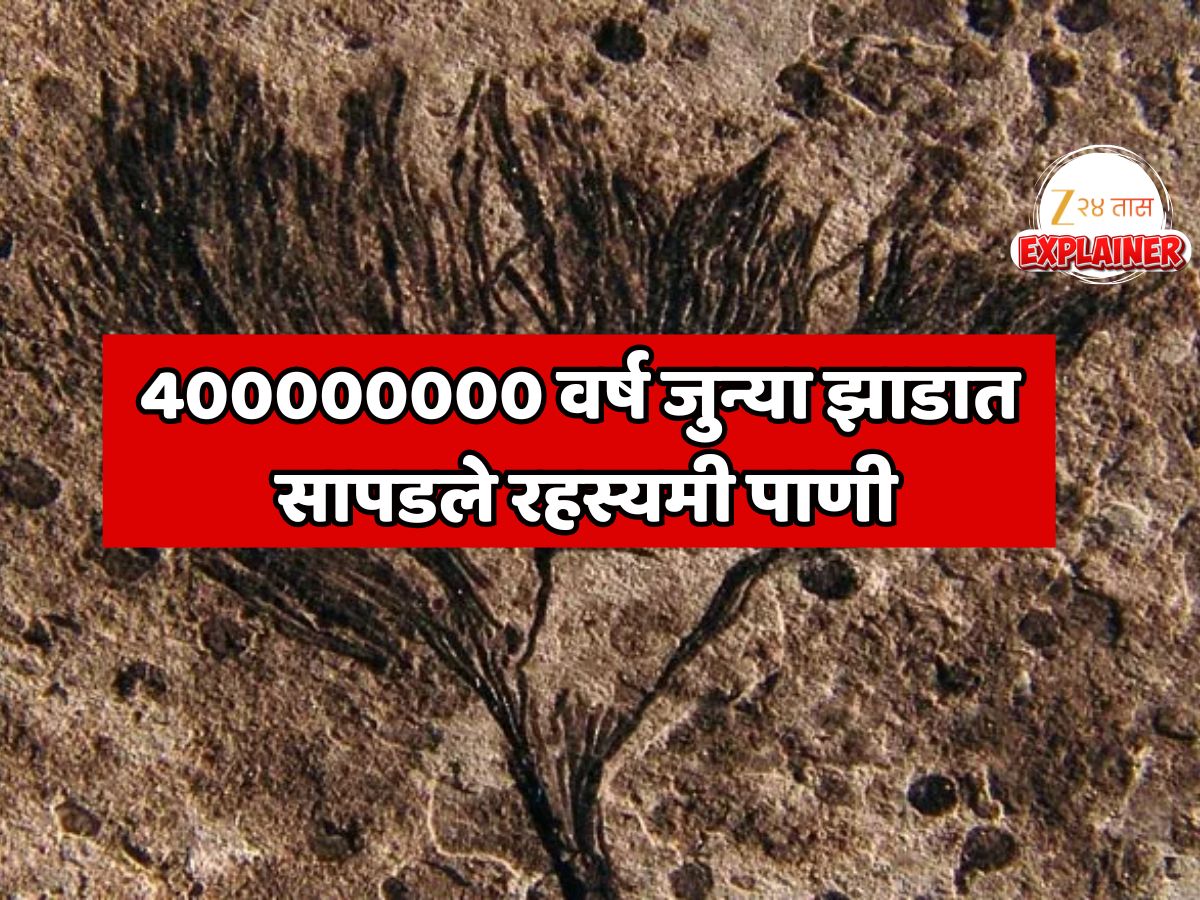 Explainer Mysterious water found in 400000000 year old tree Ancient ...