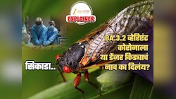 Explained: 17 वर्षे जमिनीखाली राहतो अन् अचानक... जगभरात दहशत असलेला 'सिकाडा' किडा किती डेंजर?