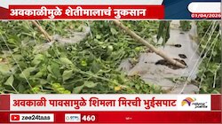 अवकाळीमुळं शेतमालाचं मोठं नुकसान; पाहा शेतशिवाराची दयनीय अवस्था 