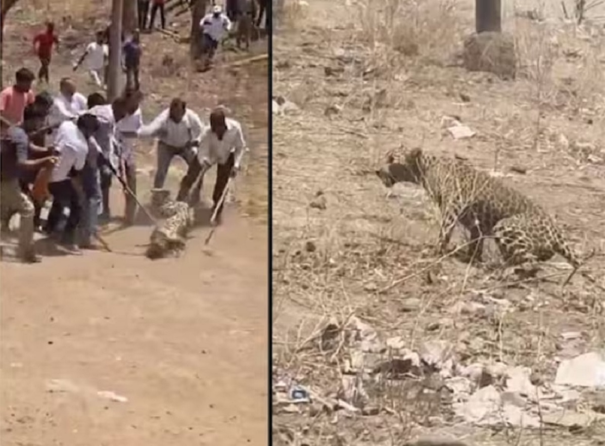 आमदाराने काठीने बिबट्याला हाणलं, VIDEO व्हायरल, वनविभागाकडून कारवाई होणार?