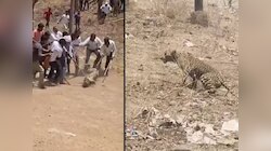 आमदाराने काठीने बिबट्याला हाणलं, VIDEO व्हायरल, वनविभागाकडून कारवाई होणार?