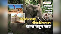 37 लाख भरुन शिकारीला गेला, हत्तींनी जंगलात चिरडून मारला! अब्जाधीश शिकाऱ्याच्या मृत्यूचा थरार समोर