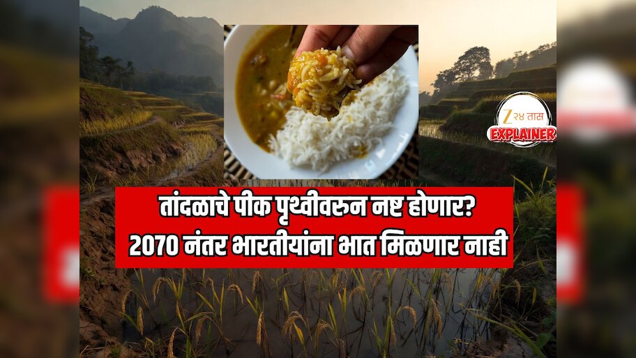 Explainer The rice crop which has been growing for 9000 years will ...