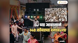 वरातीतल्या DJ च्या आवाजाने 140 कोंबड्यांचा मृत्यू; पोलिसांनी कोणावर दाखल केला गुन्हा?