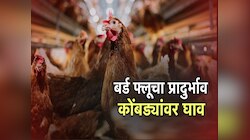 बर्ड फल्यूचा प्रादुर्भाव, 1 लाख 40 हजार कोंबड्या नष्ट करण्याचे आदेश