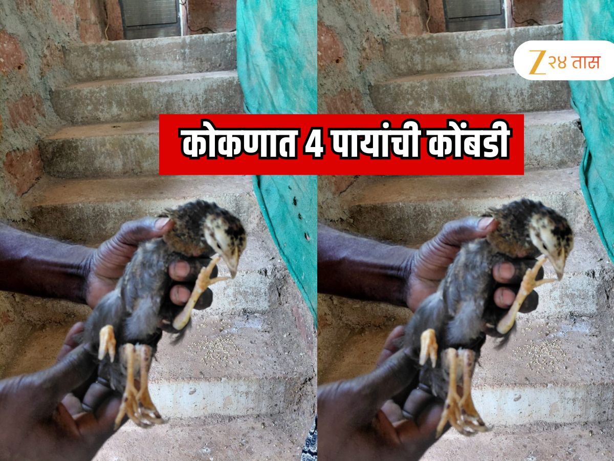 कोकणात निसर्गाचा चमत्कार! दोन नव्हे चक्क चार पाय असलेल्या कोंबडीच्या पिलाचा जन्म