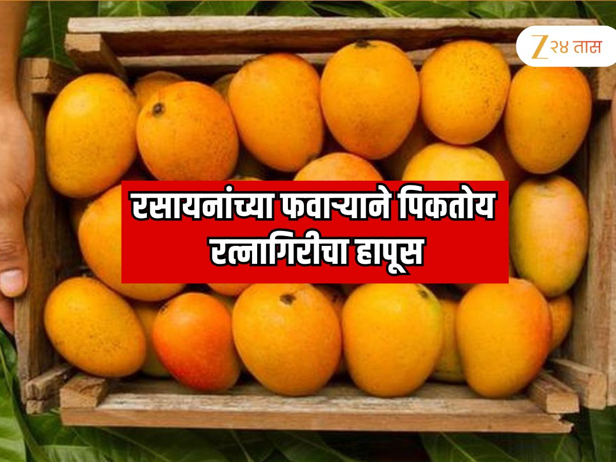 रत्नागिरीचा खरा हापूस कसा ओळखायचा? व्यापारी करतात घातक रसायनाचा वापर, आंबा बनतोय 'स्लो पॉयझन'