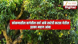 कोकणातील एका मोठ्या बागेतील सर्व आंबे विकत घेता येतील इतका महाग आंबा! 